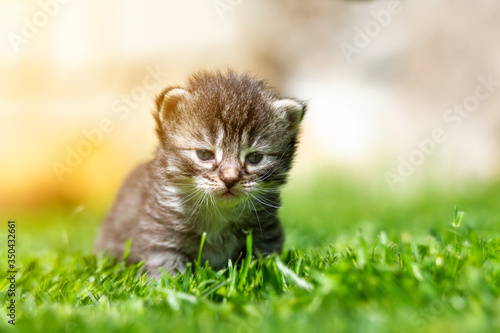 kitten in the green grass