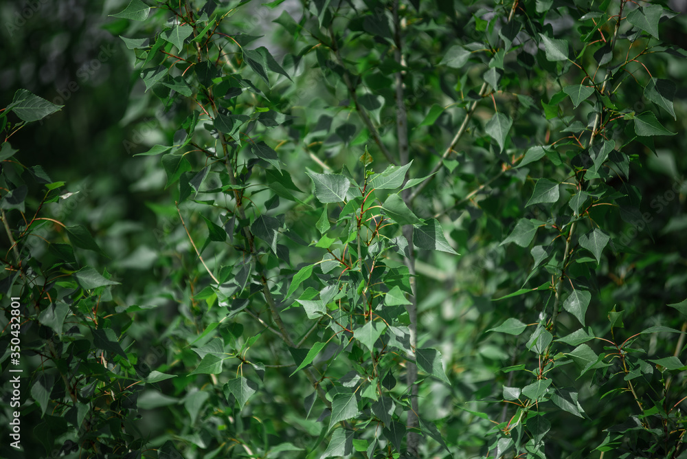 The green leaves of the tree. Beautiful natural background. The green leaves of the tree. Beautiful natural background.