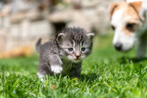 kitten in the green grass