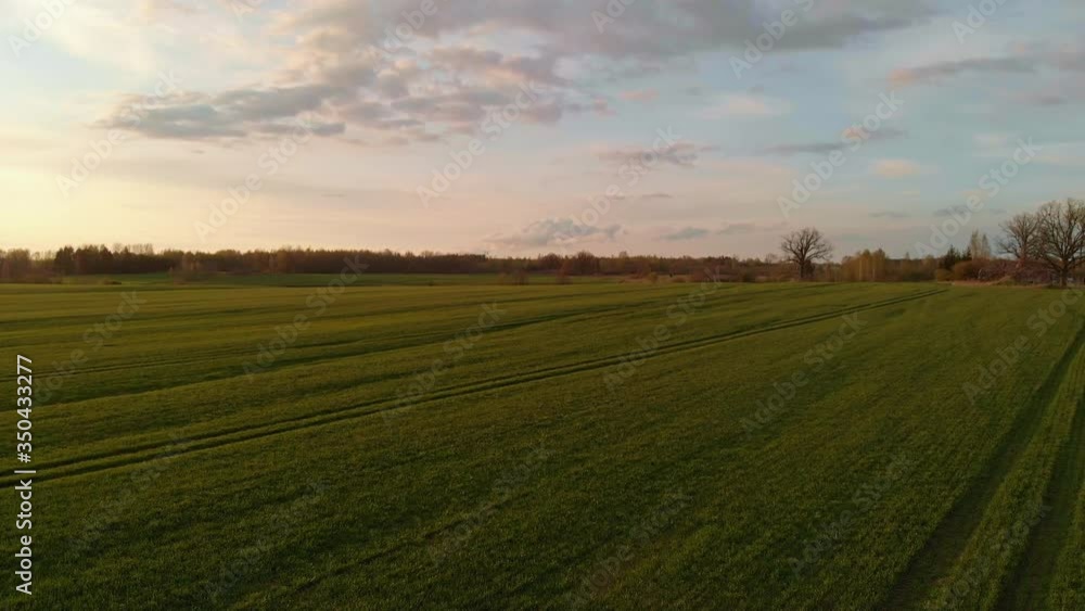Magnificent sunset lights in plantation fields. Background with dense vegetation. Magnificent sunset lights in plantation fields. Background with dense vegetation.