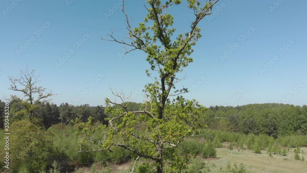 Drone clip rotating around a tall tree in the countryside of Thetford in England Drone clip rotating around a tall tree in the countryside of Thetford in England
