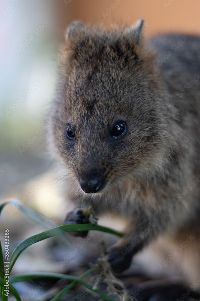 Rottnest island Quokka Western Australia, Marsupials Rottnest island Quokka Western Australia, Marsupials