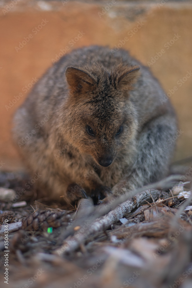Rottnest island Quokka  Western Australia, Marsupials