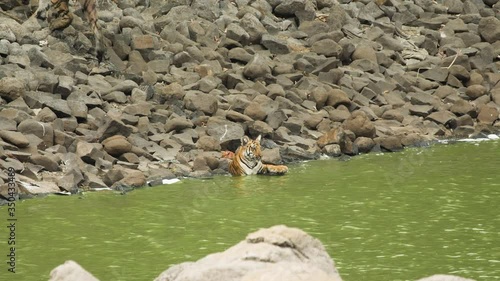 Tigress walks off from water as the drops trickle under her leaving the cub back photo