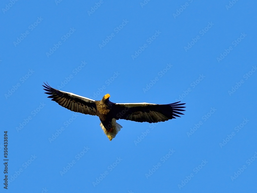 Naklejka premium 青空バックに悠然と飛ぶオオワシの飛翔シーン