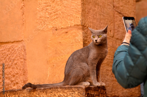 
The cat in the temple in Egypt.