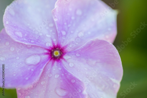 Pink and Purple Flower with Dew