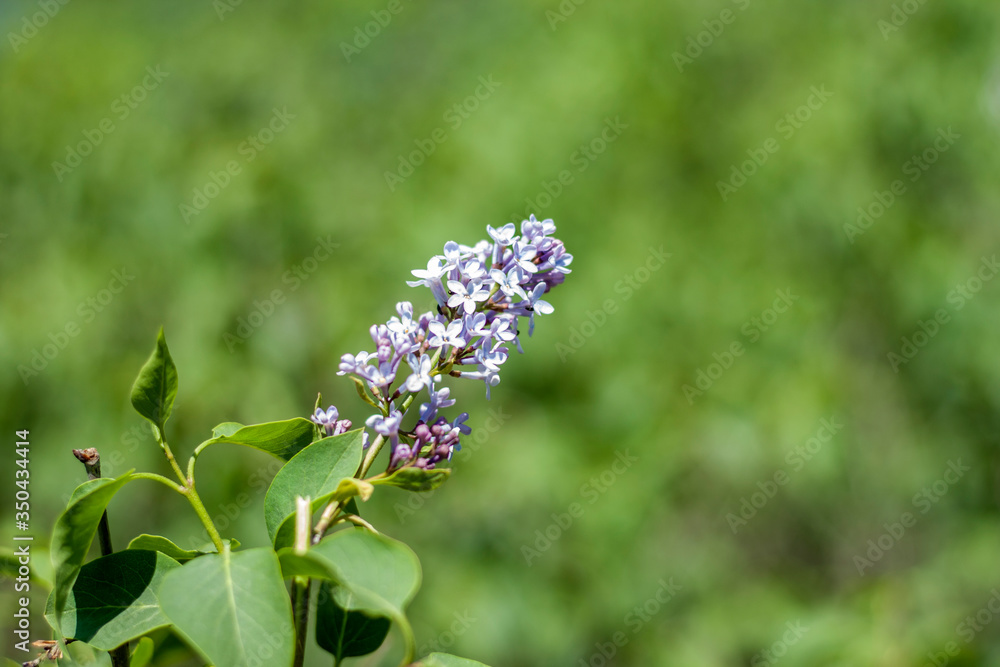 Obraz premium Blooming green branch of lilac on a sunny spring day. Lilac is blooming. Lilac flowers on a tree in the garden.