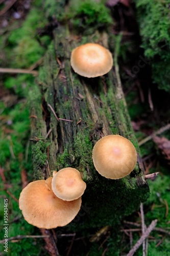 Mushrooms oily in the green moss background in the forest. Mushroom harvest. Autumn season.