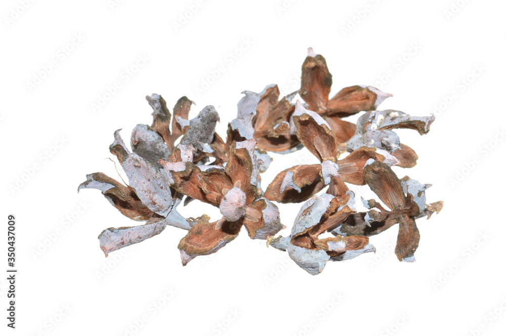 thuja seeds isolated on white background thuja seeds isolated on white background