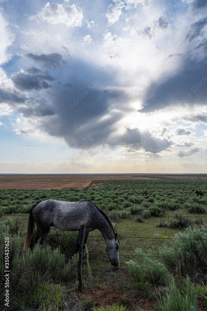 Grazing hose under cloudscape Grazing hose under cloudscape