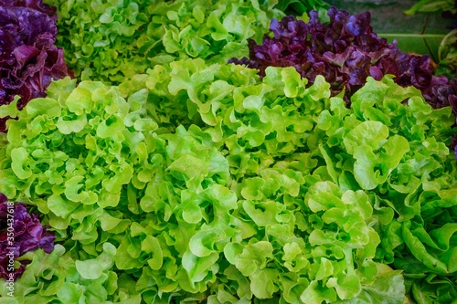 Close up green and purple Lettuce vegetable.