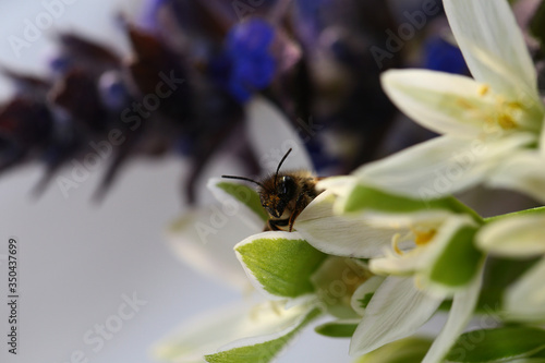 Bumblebee crawl out of white spring flower ...