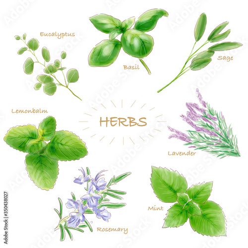herbs_watercolor