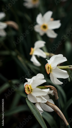 white and yellow flowers