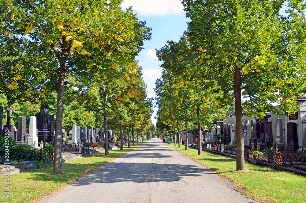 Tree-lined road of Vienna Central Cemetery, location of last scene of The Third Man in Vienna Tree-lined road of Vienna Central Cemetery, location of last scene of The Third Man in Vienna