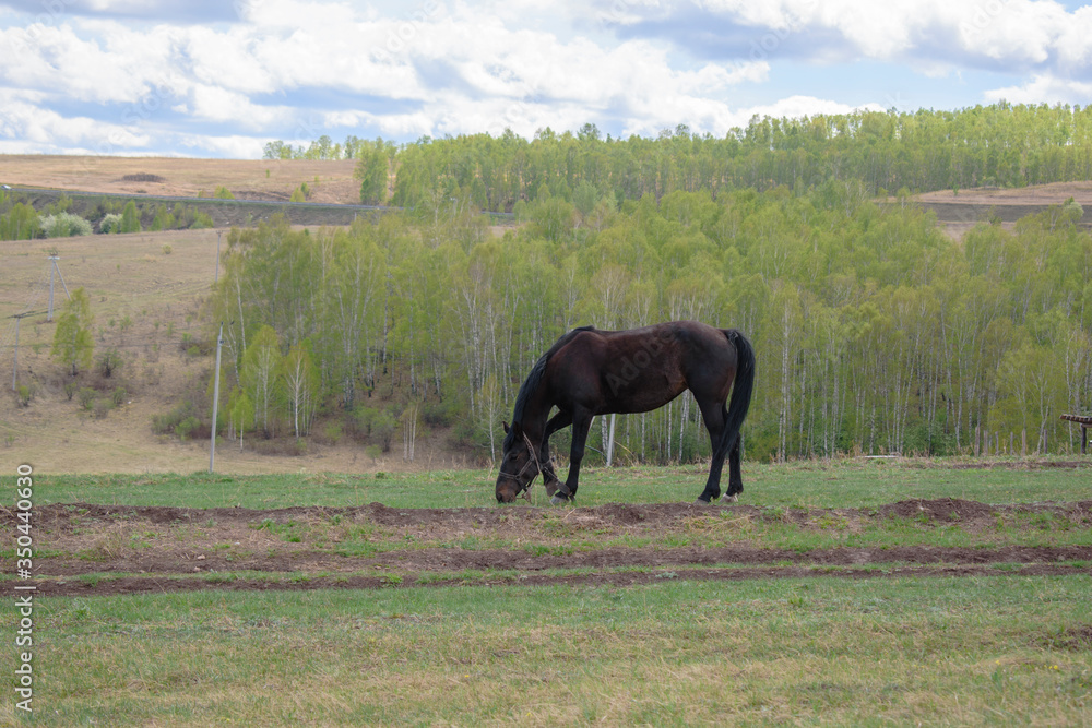 A bay horse grazes in the field. Chews green grass, tilting his head to ground. Profile view. In background, trees, road, clouds. A bay horse grazes in the field. Chews green grass, tilting his head to ground. Profile view. In background, trees, road, clouds.