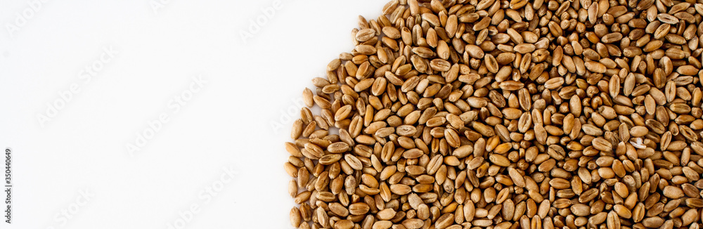 wheat grains on a white background, natural dry grain in the form of a semicircle on the right side, isolated wheat grains, macro shot. Web banner for the site. blank space for text wheat grains on a white background, natural dry grain in the form of a semicircle on the right side, isolated wheat grains, macro shot. Web banner for the site. blank space for text