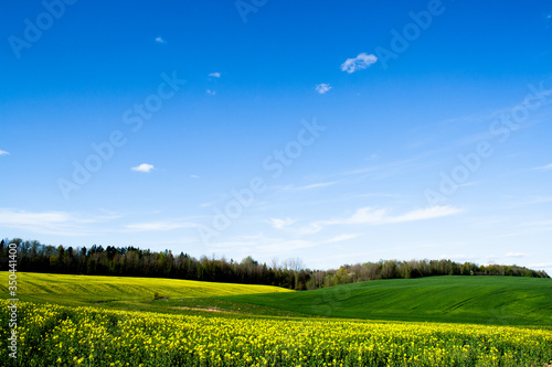 Beautiful field of yellow rape and green wheat. Green meadow with a forest. Cultivation of agricultural crops. Planting seeds. Spring, sunny landscape with blue sky. Wallpaper of nature in Belarus