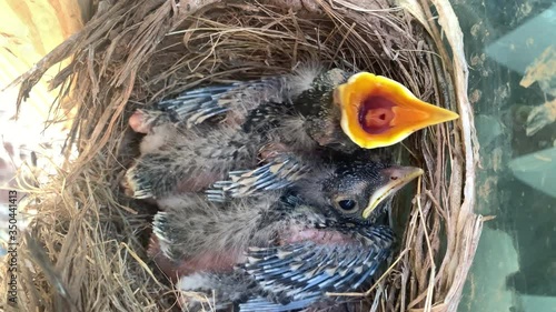 Awake and conscious American Robin fledgling chicks in mud and straw nest  chirp tweet and beg for food in nest while hungry and waiting for mother bird to feed the brood of hatch lings