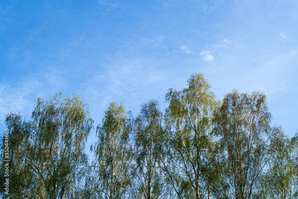 Obraz premium Beautiful Russian birch trees on a background of blue sky with clouds in sunny weather. Treetops with green crowns. Landscape in the countryside.