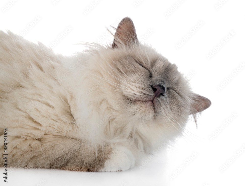 birman cat in studio birman cat in studio