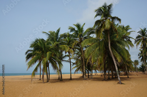 Palm trees on the beach of the Gulf of Guinea. Lomé, Togo. © aerrant