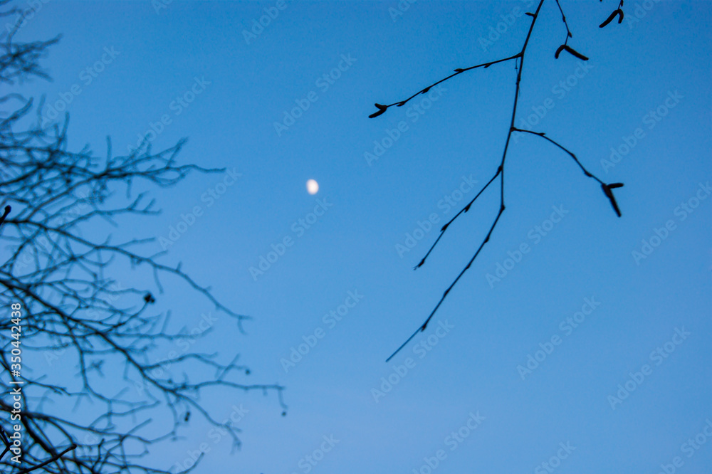 Obraz premium The growing moon is visible in the blue clear sky through the bare branches of spring trees.
