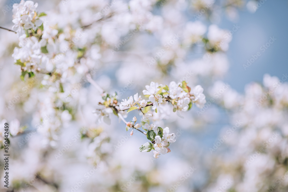 Spring blooming tree, white flowers on trees, sunny spring day, bright blue sky