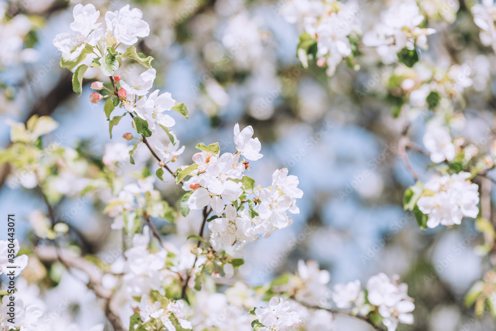 Spring blooming tree, white flowers on trees, sunny spring day, bright blue sky Spring blooming tree, white flowers on trees, sunny spring day, bright blue sky
