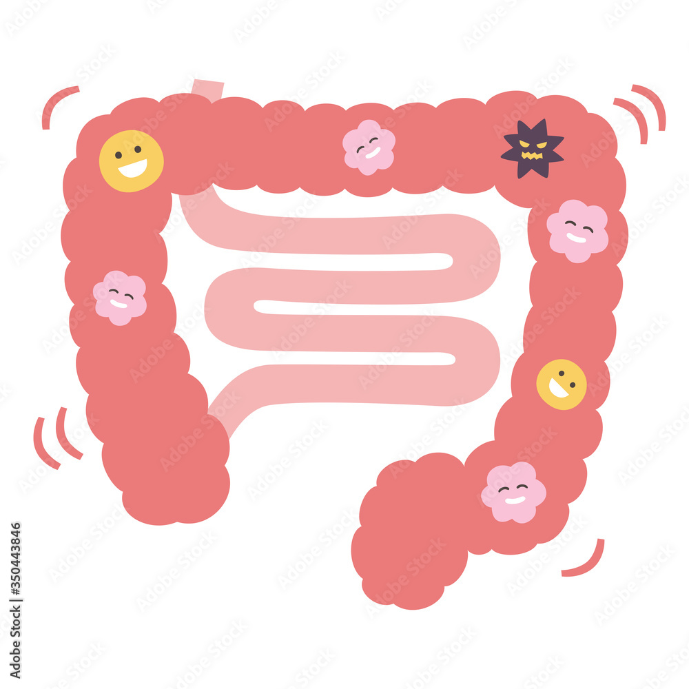 腸内フローラのバランスが良いピンク色の大腸と小腸のイラスト Stock Vector Adobe Stock