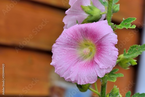 Hollyhock(Malvaceae;Althaea) in the Taiwan.