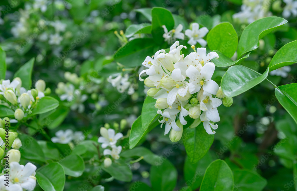 Orange Jasmine flower with green leaf nature background,fragrant smell good for aroma oil,Satin-wood,Cosmetic bark tree Orange Jasmine flower with green leaf nature background,fragrant smell good for aroma oil,Satin-wood,Cosmetic bark tree