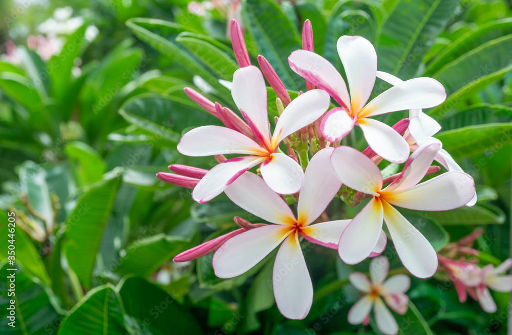 White plumeria and Pink plumeria flowers bouquet have yellow pollen and green leaf blooming on plant,tropical flower,mix colors,beautiful White plumeria and Pink plumeria flowers bouquet have yellow pollen and green leaf blooming on plant,tropical flower,mix colors,beautiful