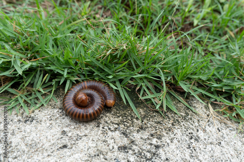 Millipedes on the natural ground photo