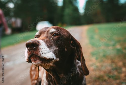 Portrait of German Pointer dog