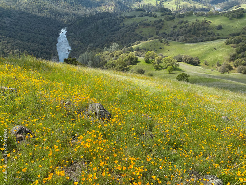 California Poppy Wildflowers Blooming on the Hills Above the South Fork of the American River at Cronin Ranch State Park California photo