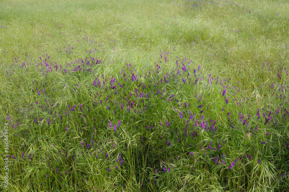 Close Up of Purple Fetch and Meadow Grass