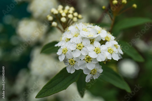 コデマリの花と蕾花と蕾をクローズアップ／Spiraea cantoniensis Lour