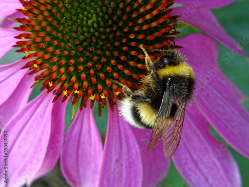 Bourdon multicolore et Echinacea 1