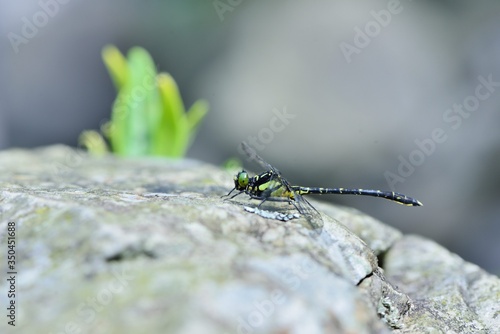 Least Clubtail ( Sinogomphus formosanus Asahina ) male