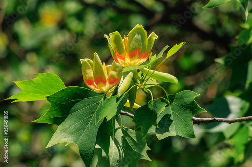 Flowering tulip tree (Liriodendron Tulipifera, Tulip Tree, American Tulip Tree, Tuliptree)
