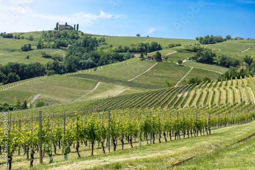 Vineyards of Barolo and Alba Langhe Piedmont Italy during spring season.
