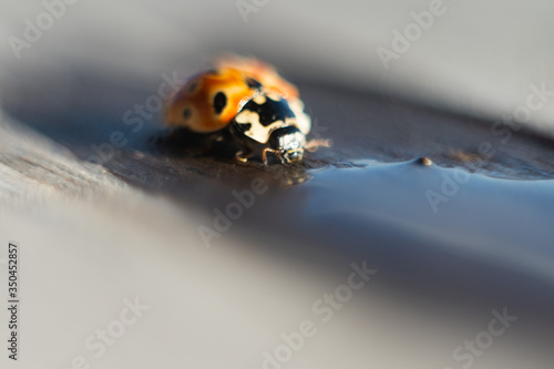 Ladybird drinks water. Macro photography