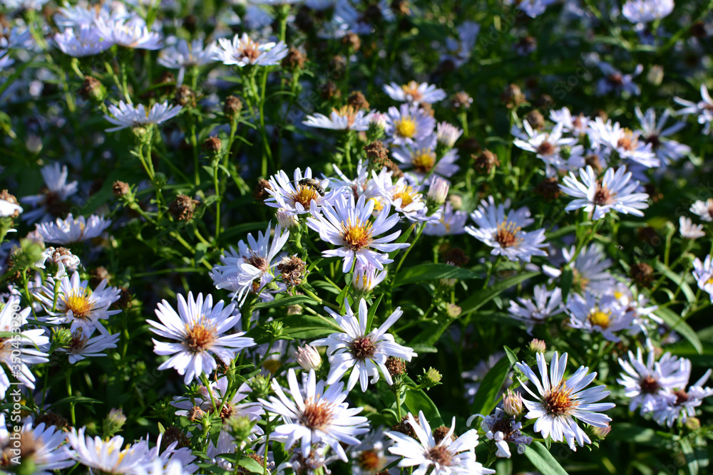 Summer white flowers. Composition with a lot of flowers. Summer white flowers. Composition with a lot of flowers.