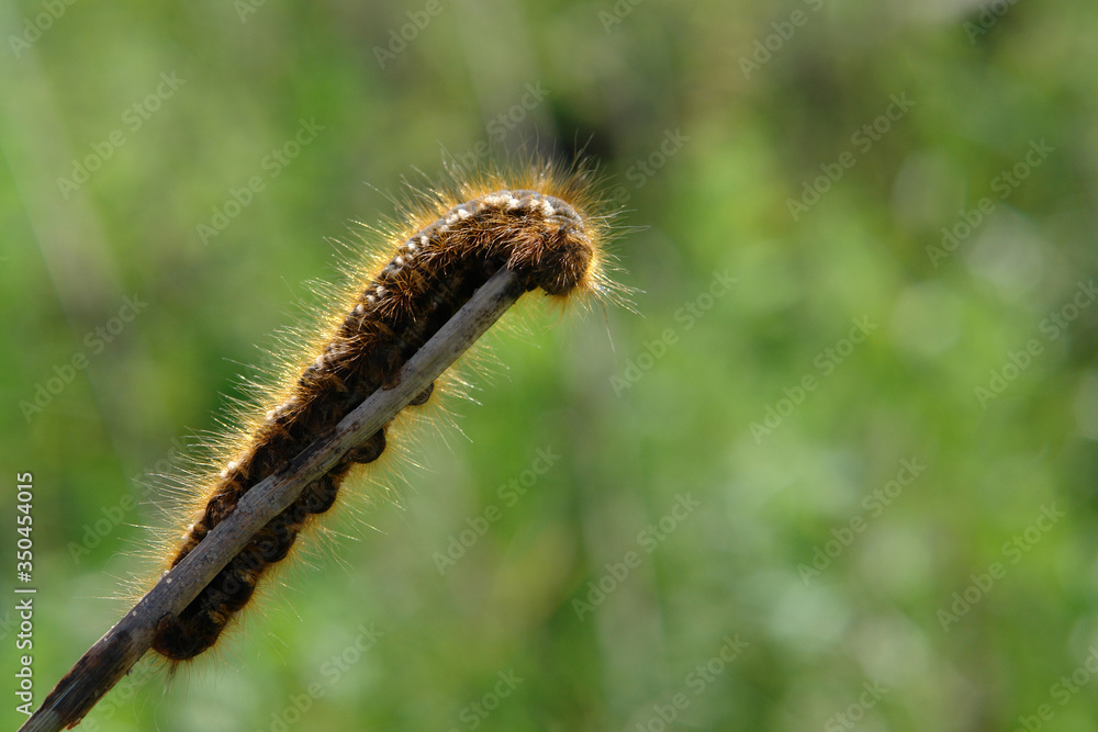 A close up of colorful hairy, striped and spotted Drinker moth caterpillar (Euthrix potatoria) on a twig, natural blurred green background A close up of colorful hairy, striped and spotted Drinker moth caterpillar (Euthrix potatoria) on a twig, natural blurred green background