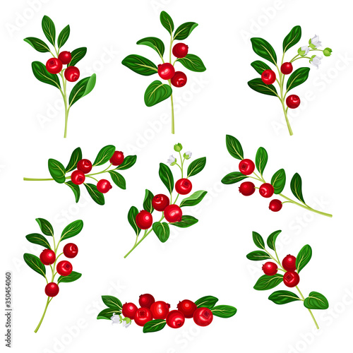 Lingonberry Branches with Oval Leaves Bearing Edible Red Fruit Vector Set