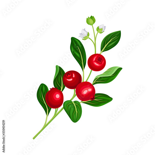 Green Branch of Lingonberry or Mountain Cranberry with Oval Leaves and Blooming Flowers Bearing Edible Red Fruit Vector Illustration