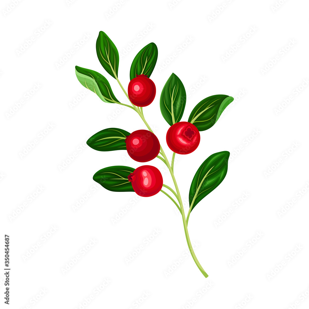 Branch of Lingonberry with Oval Leaves Bearing Edible Red Fruit Vector Illustration Branch of Lingonberry with Oval Leaves Bearing Edible Red Fruit Vector Illustration