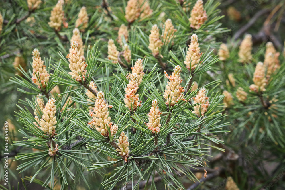 Selective focus. Male pine cones (Pinus sylvestris). Pine pollen is a strong allergen. Selective focus. Male pine cones (Pinus sylvestris). Pine pollen is a strong allergen.